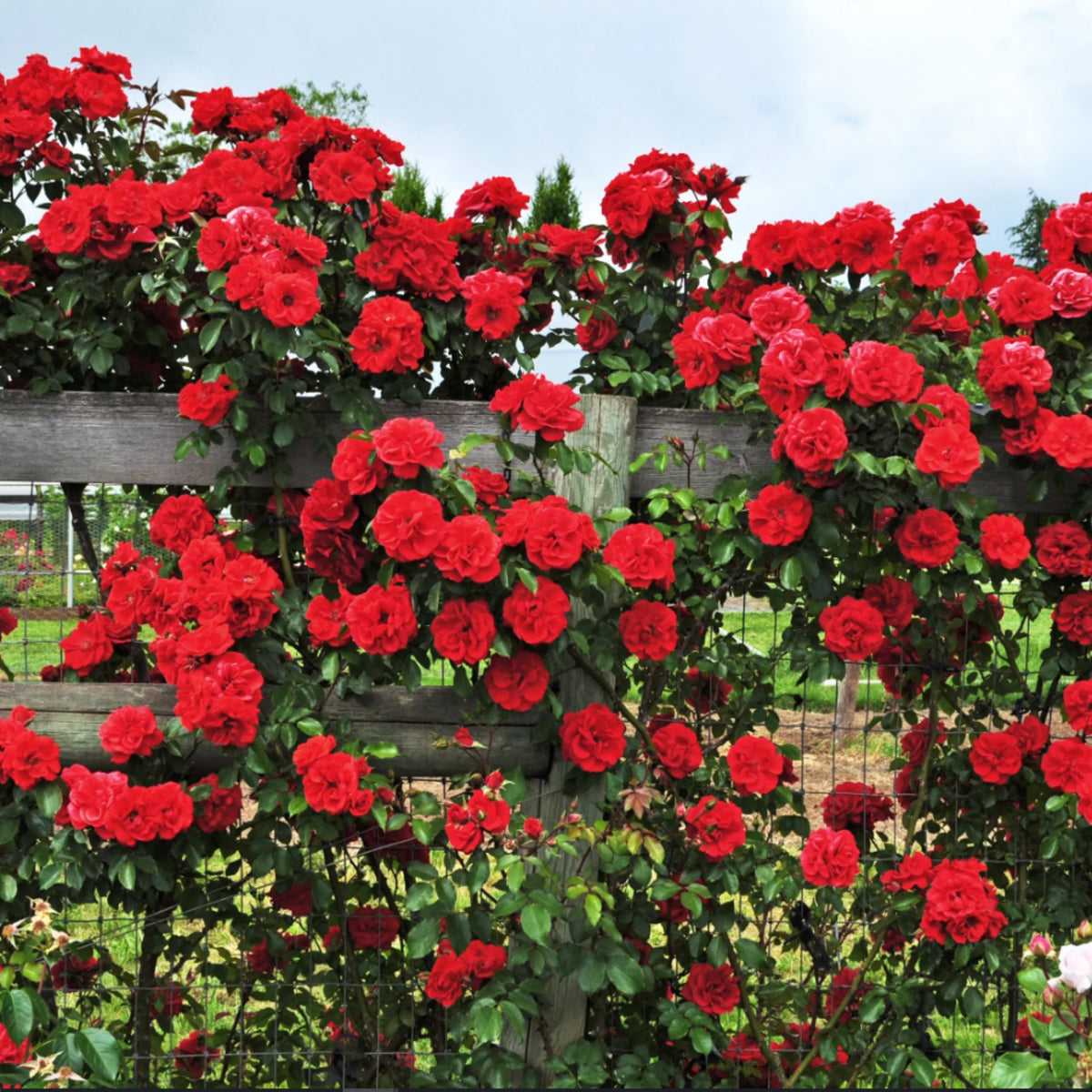 Red Climbing Rose Seed Flower, 30 seeds