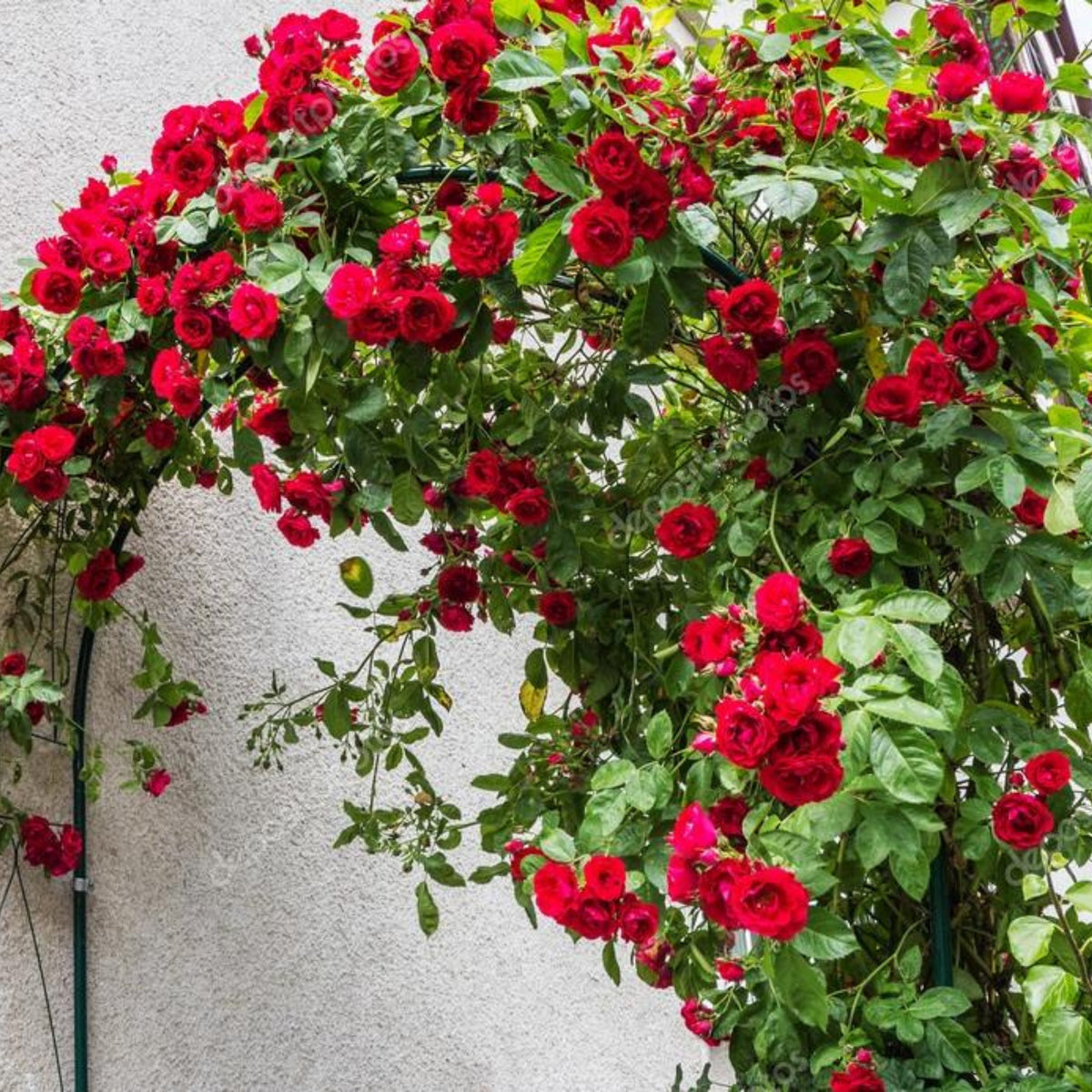 Red Climbing Rose Seed Flower, 30 seeds