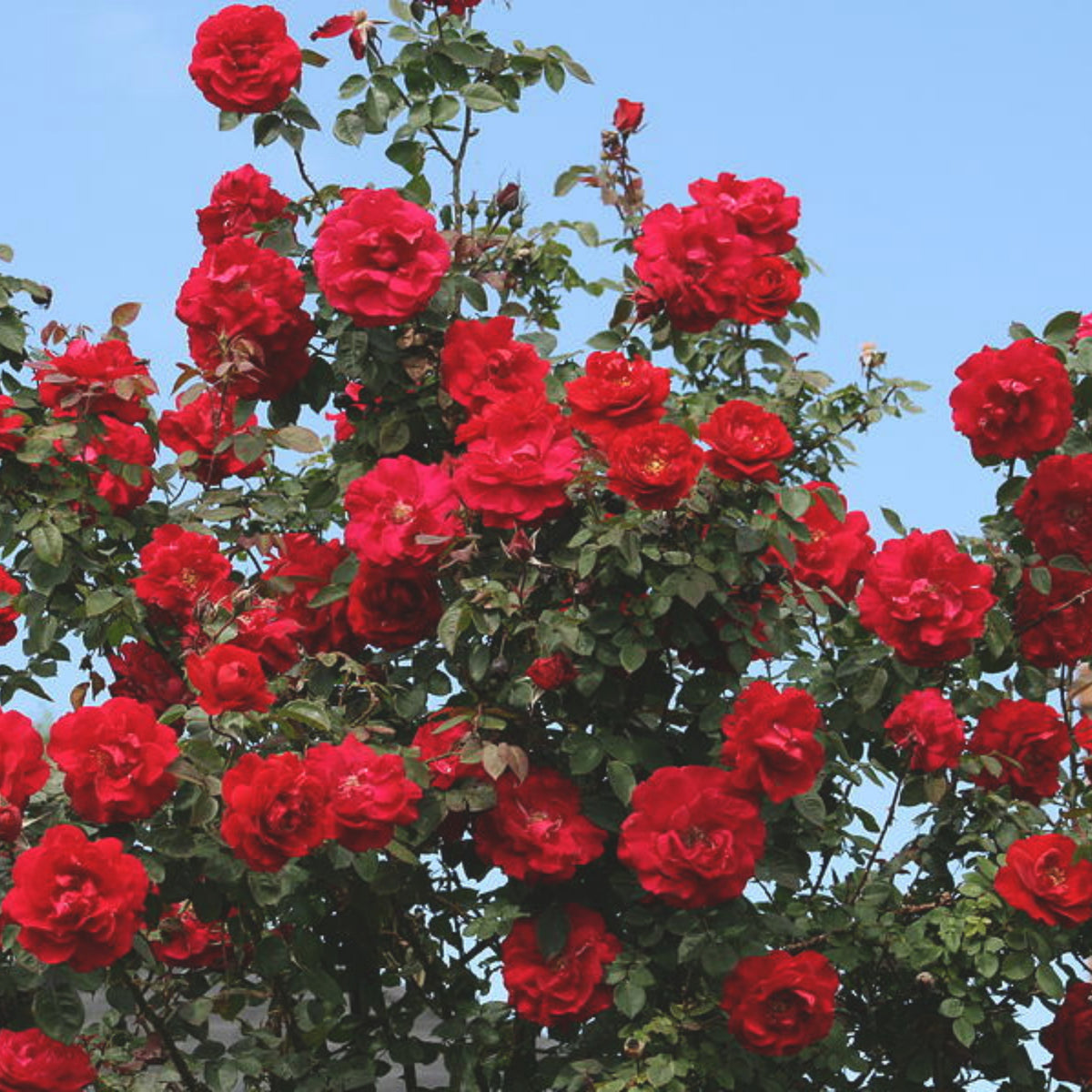Red Climbing Rose Seed Flower, 30 seeds