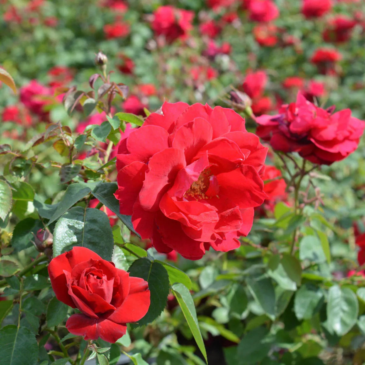 Red Climbing Rose Seed Flower, 30 seeds