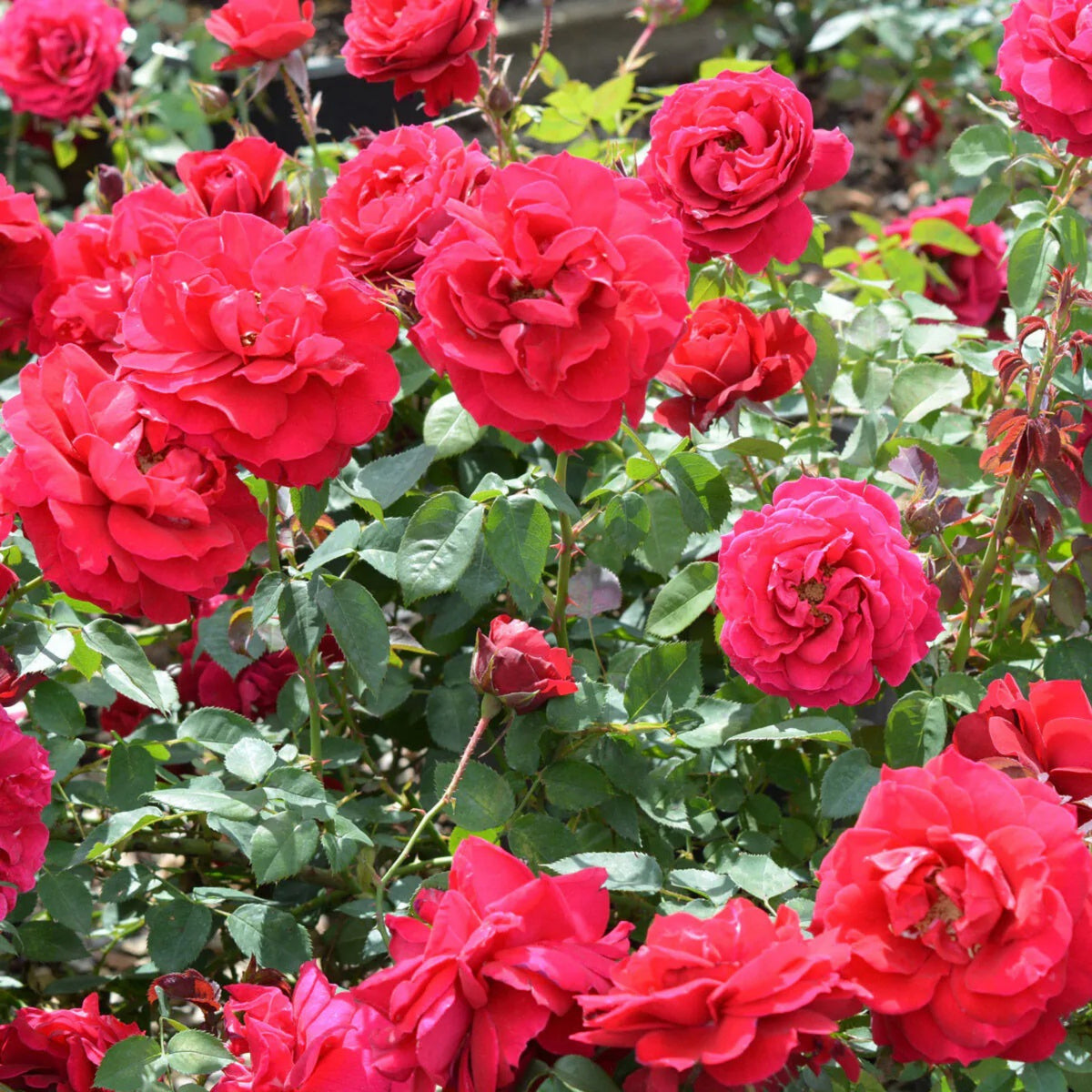 Red Climbing Rose Seed Flower, 30 seeds