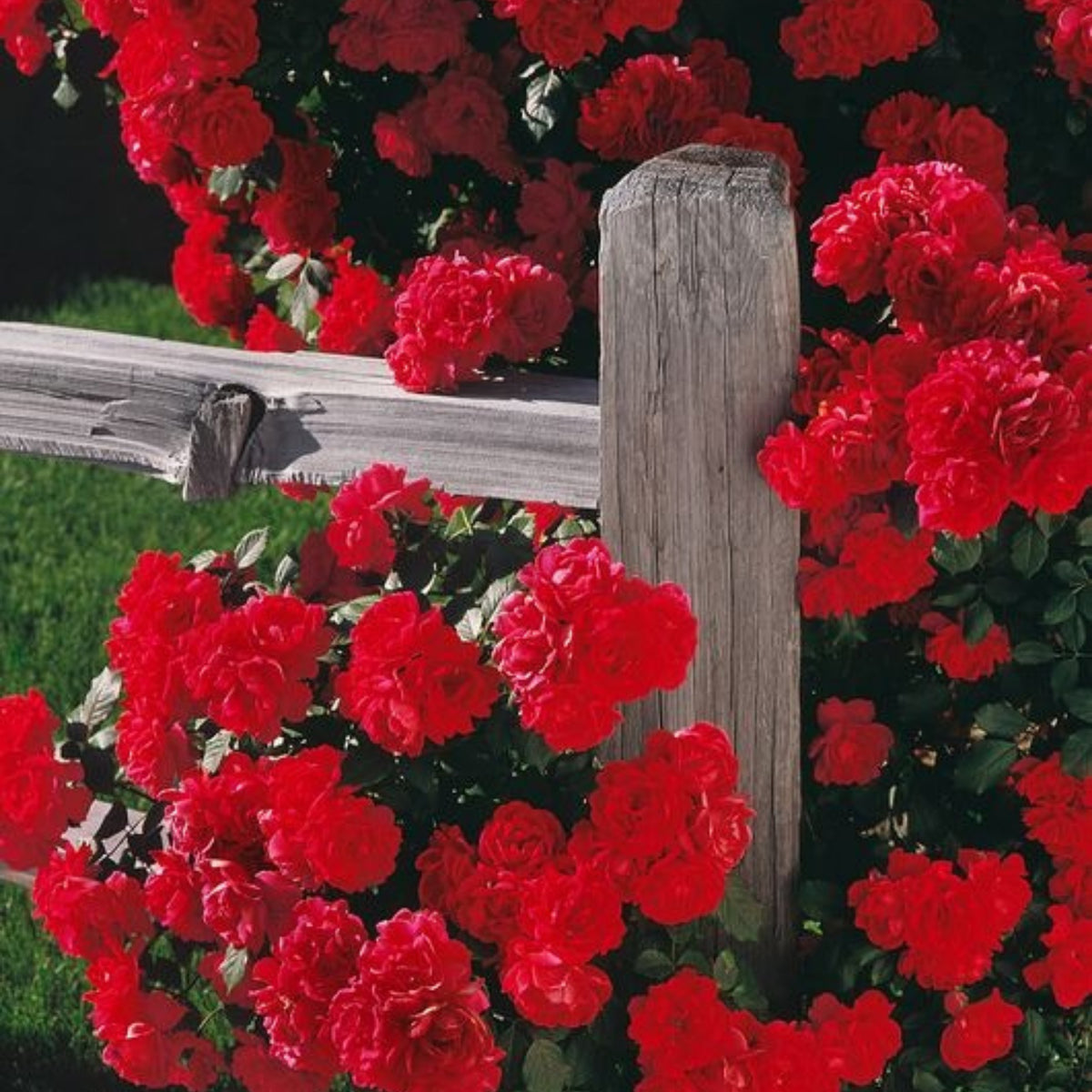 Red Climbing Rose Seed Flower, 30 seeds