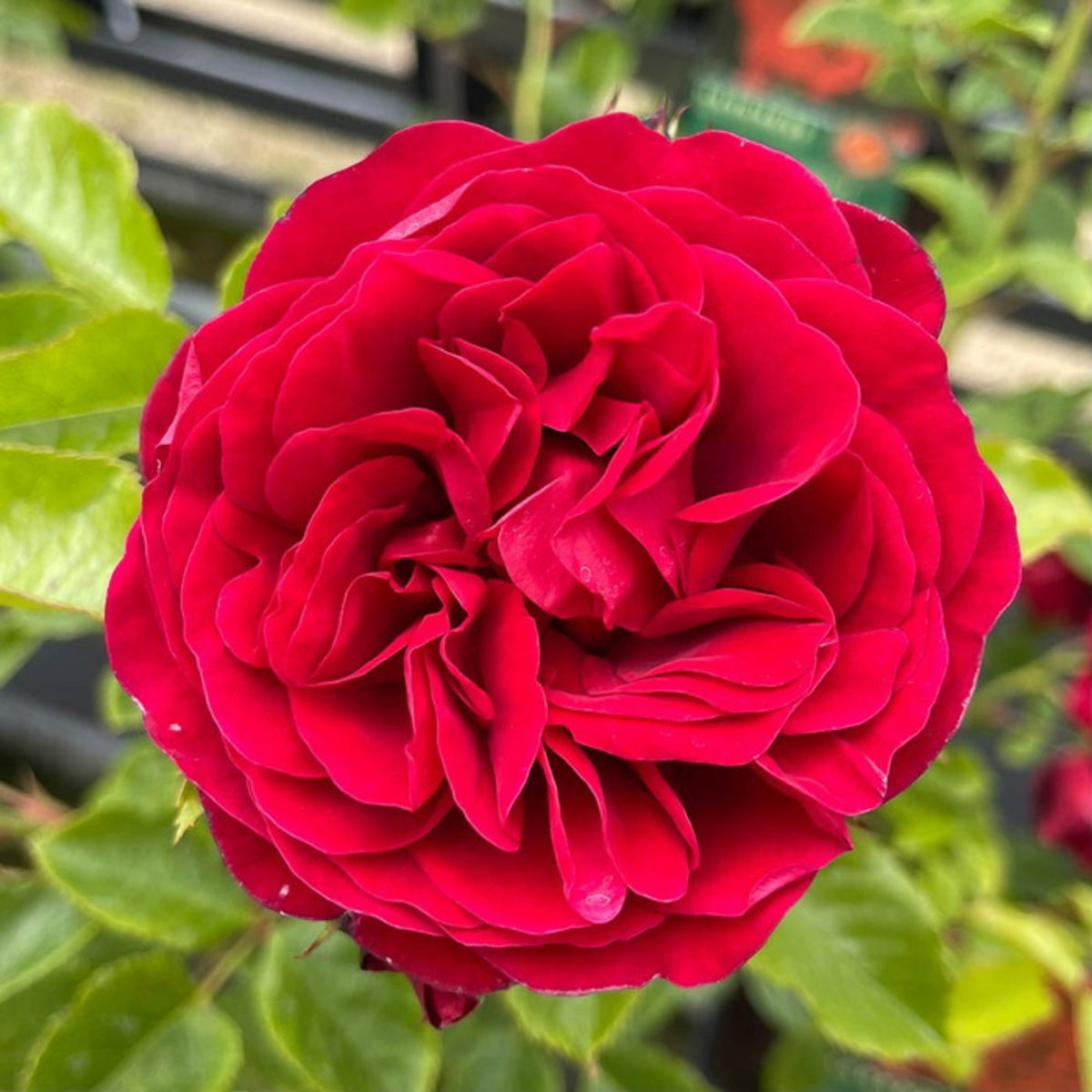 Red Climbing Rose Seed Flower, 30 seeds