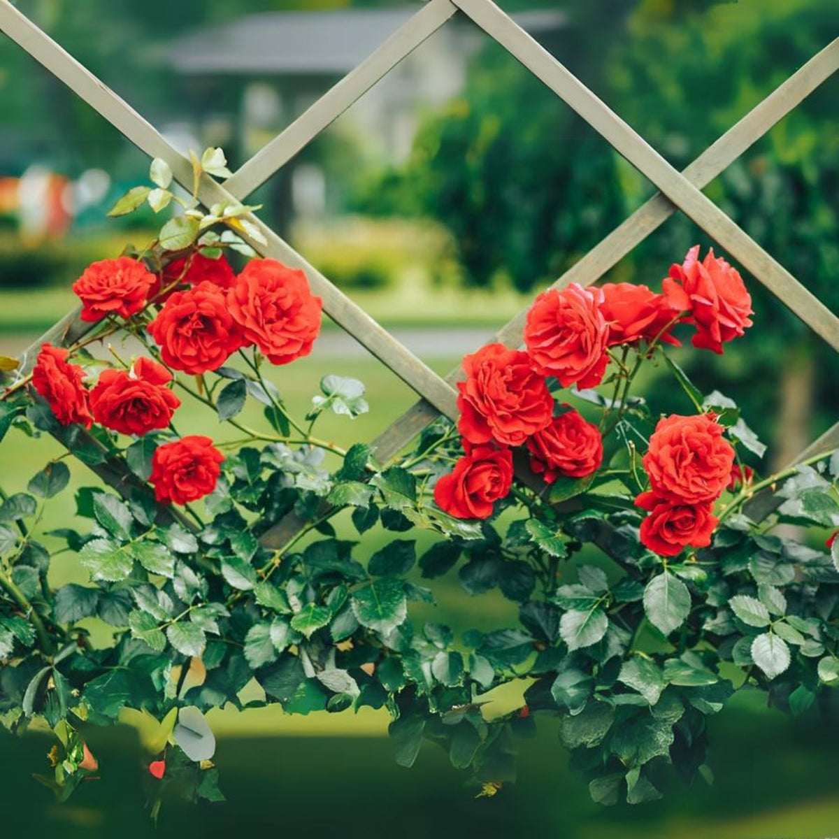 Red Climbing Rose Seed Flower, 30 seeds