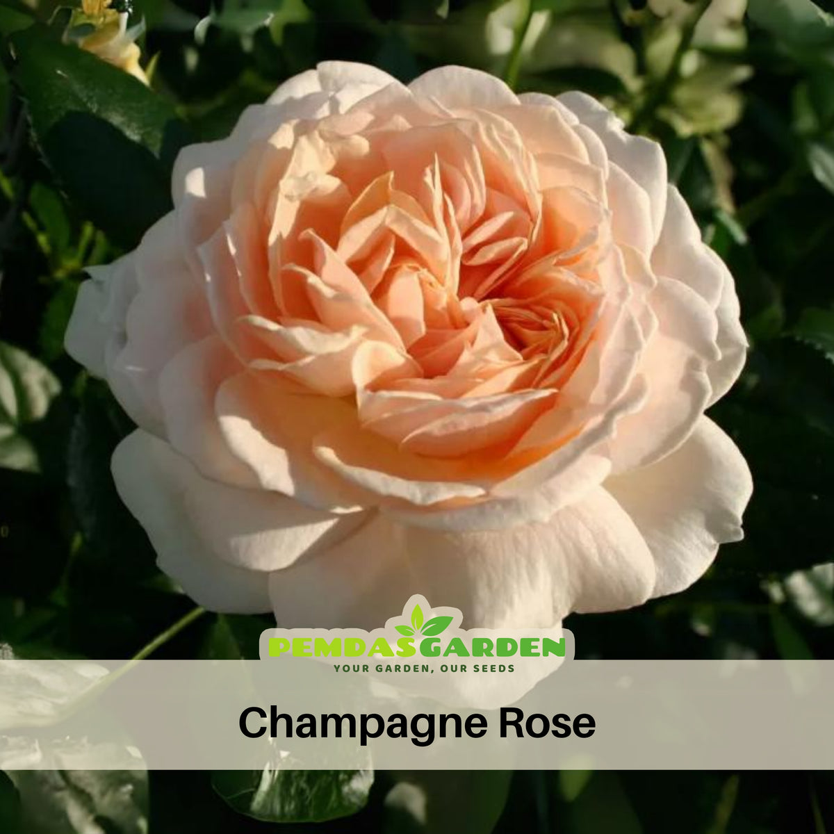 Champagne Rose Seeds, 30 seeds