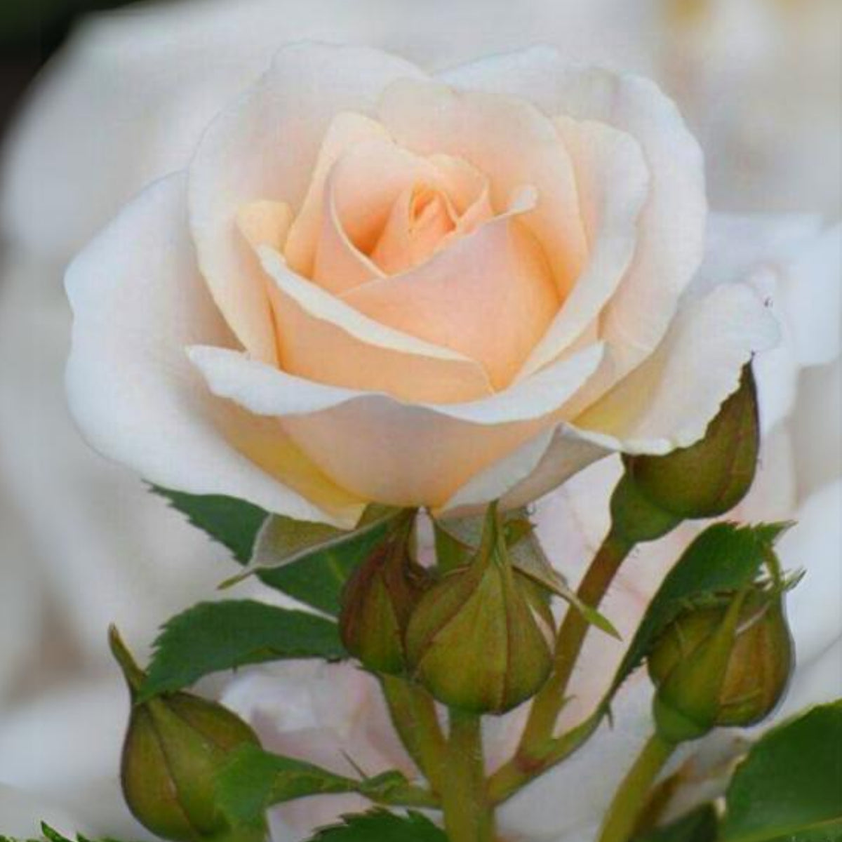 Champagne Rose Seeds, 30 seeds