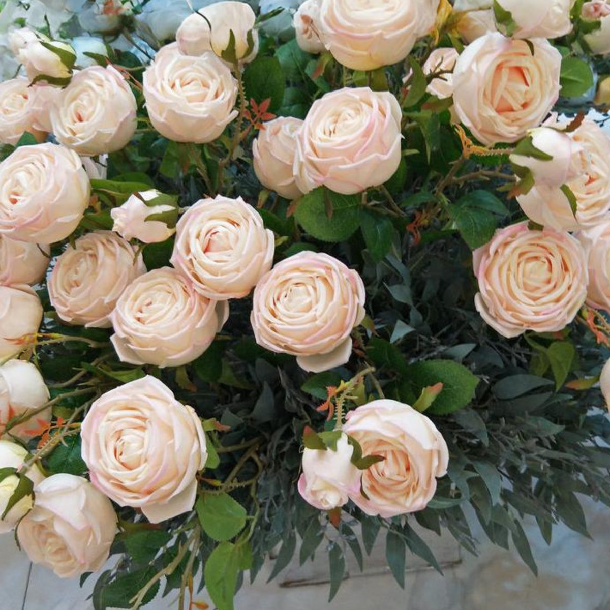 Champagne Rose Seeds, 30 seeds