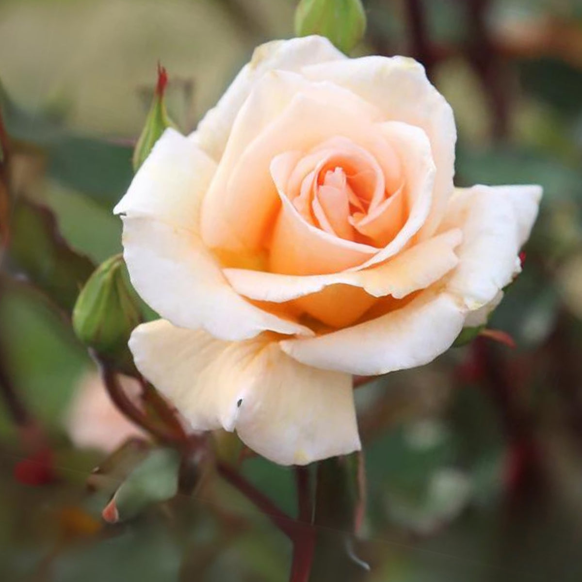 Champagne Rose Seeds, 30 seeds