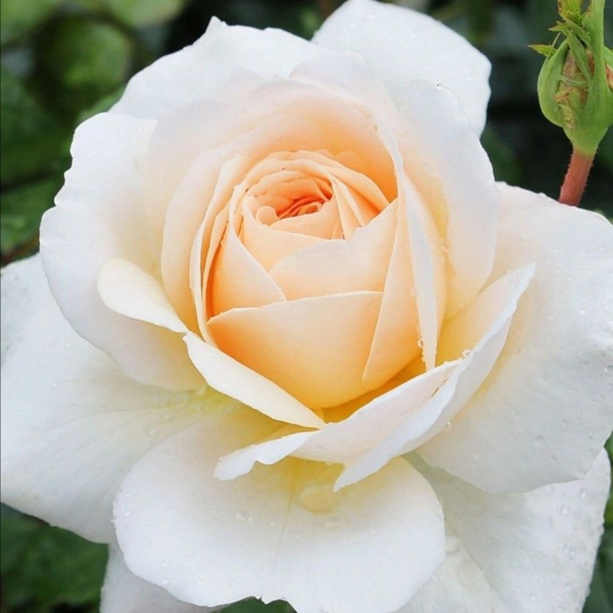 Champagne Rose Seeds, 30 seeds
