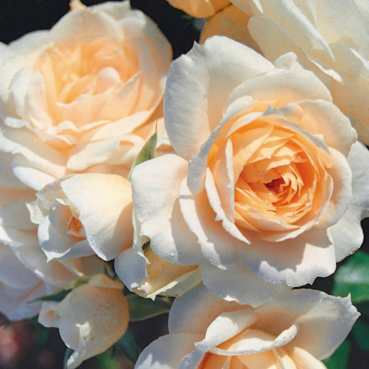 Champagne Rose Seeds, 30 seeds