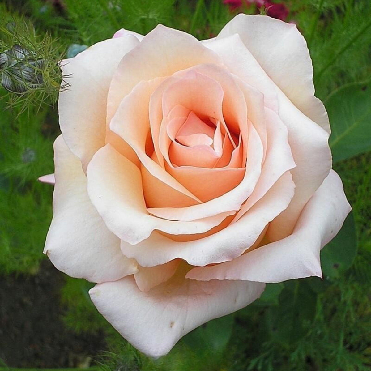 Champagne Rose Seeds, 30 seeds