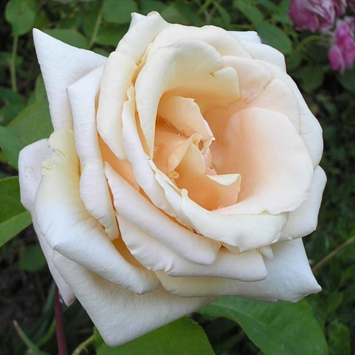 Champagne Rose Seeds, 30 seeds