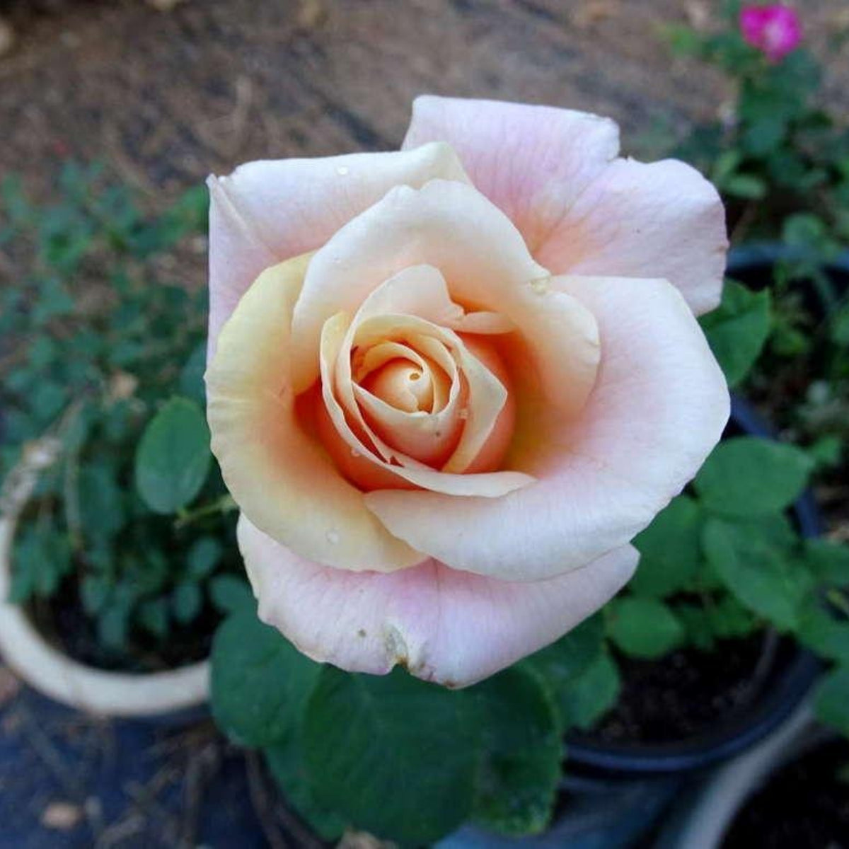 Champagne Rose Seeds, 30 seeds