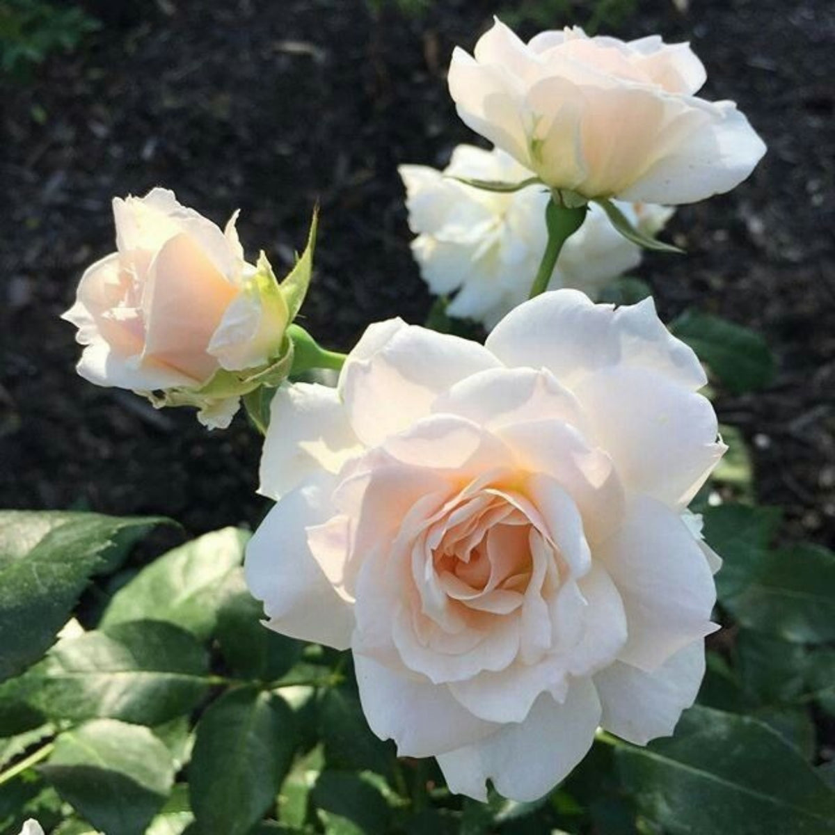 Champagne Rose Seeds, 30 seeds
