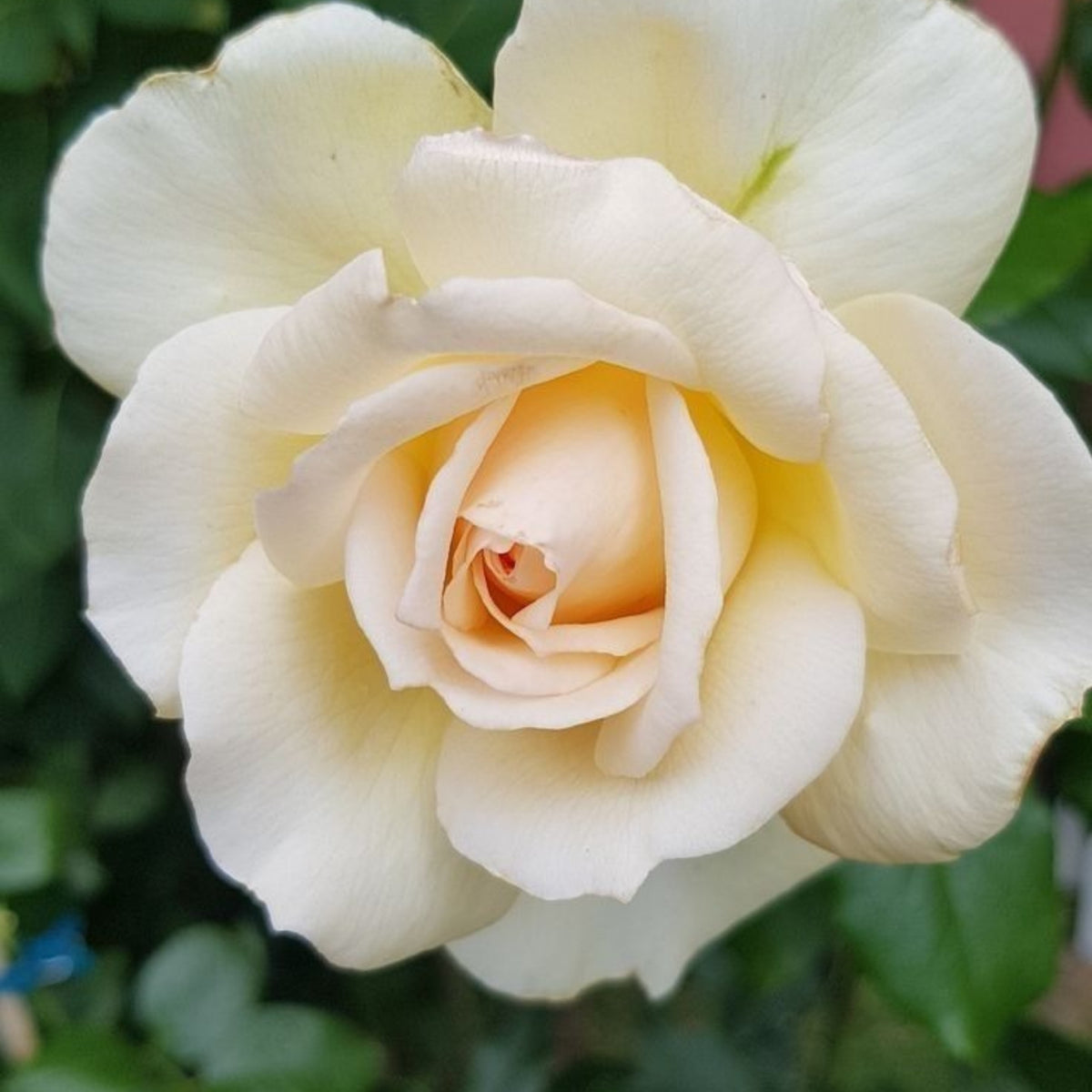 Champagne Rose Seeds, 30 seeds