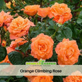 30 Rare seed | Orange Climbing Rose Perennial Flower Seeds #1105