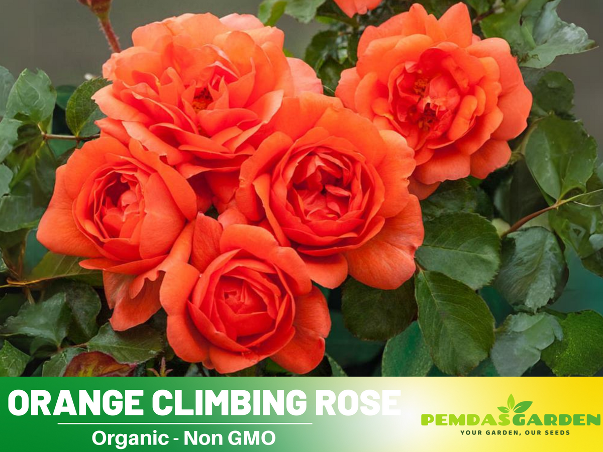 30 Rare seed | Orange Climbing Rose Perennial Flower Seeds #1105 ...