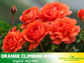 30 Rare seed | Orange Climbing Rose Perennial Flower Seeds #1105