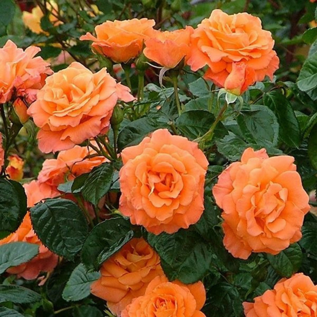 Orange Climbing Rose Perennial Flower Seeds, 30 seeds