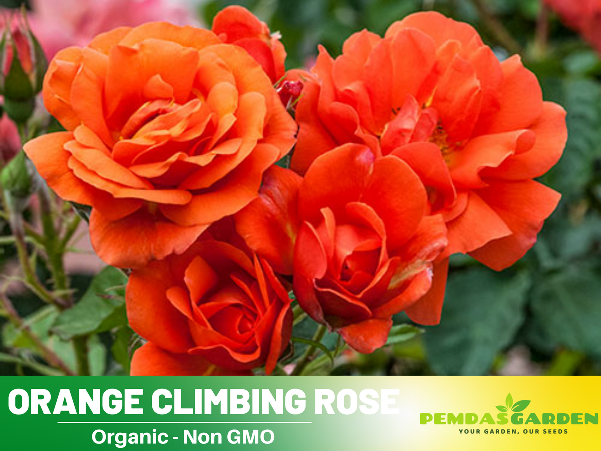 30 Rare seed | Orange Climbing Rose Perennial Flower Seeds #1105 ...