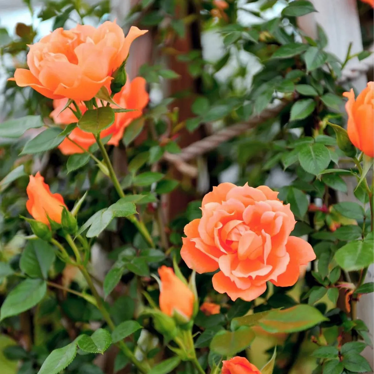 Orange Climbing Rose Perennial Flower Seeds, 30 seeds