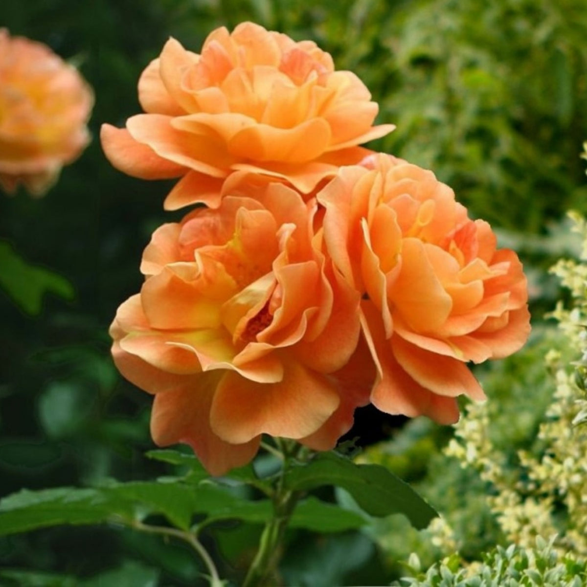 Orange Climbing Rose Perennial Flower Seeds, 30 seeds
