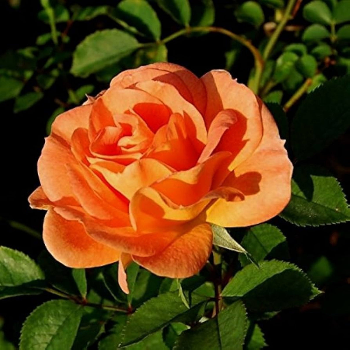 Orange Climbing Rose Perennial Flower Seeds, 30 seeds