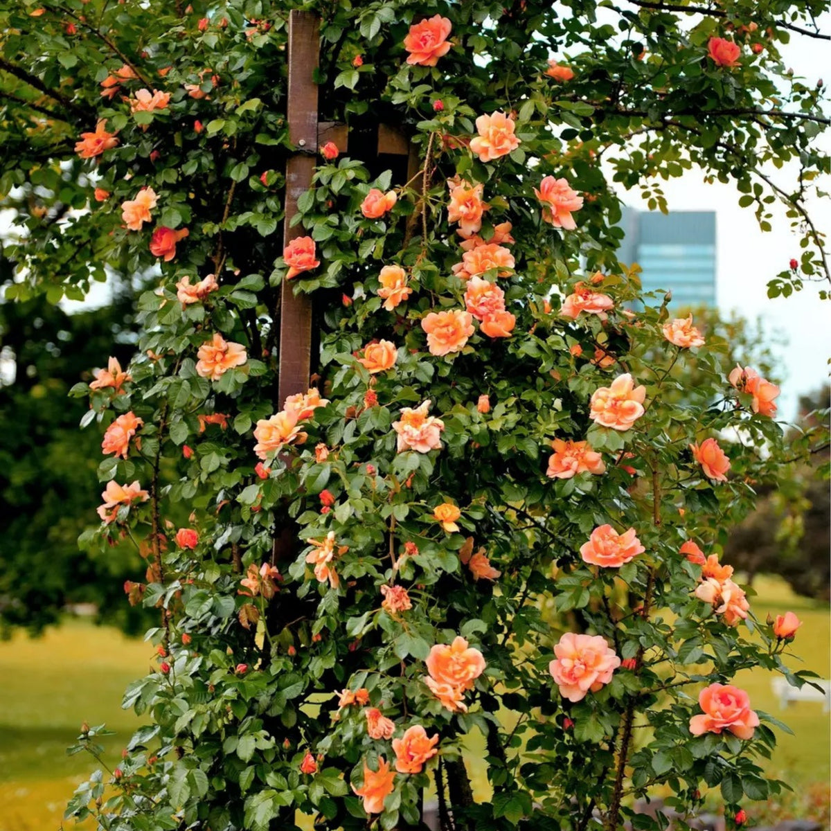 Orange Climbing Rose Perennial Flower Seeds, 30 seeds