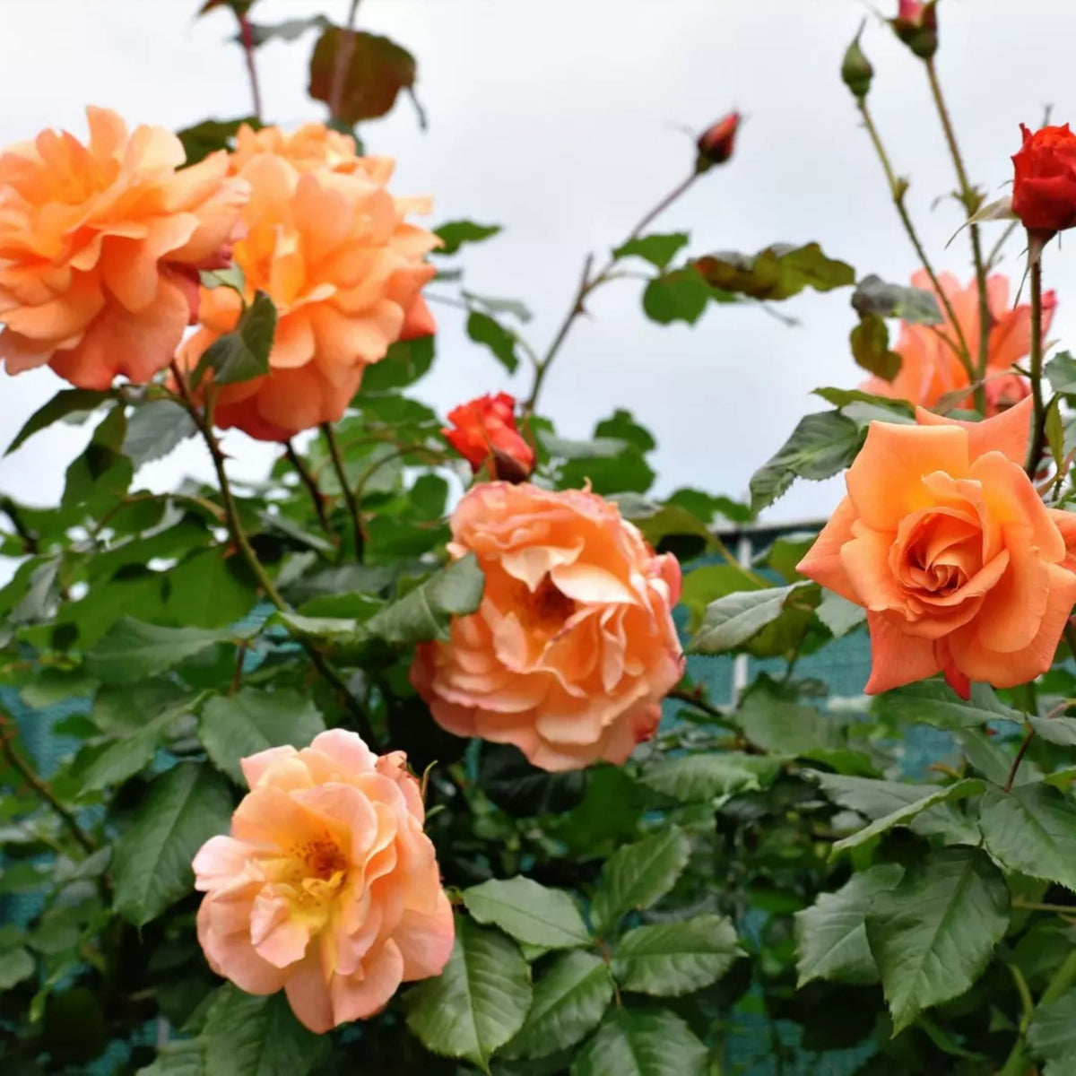 Orange Climbing Rose Perennial Flower Seeds, 30 seeds