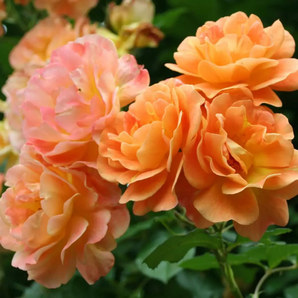 Orange Climbing Rose Perennial Flower Seeds, 30 seeds