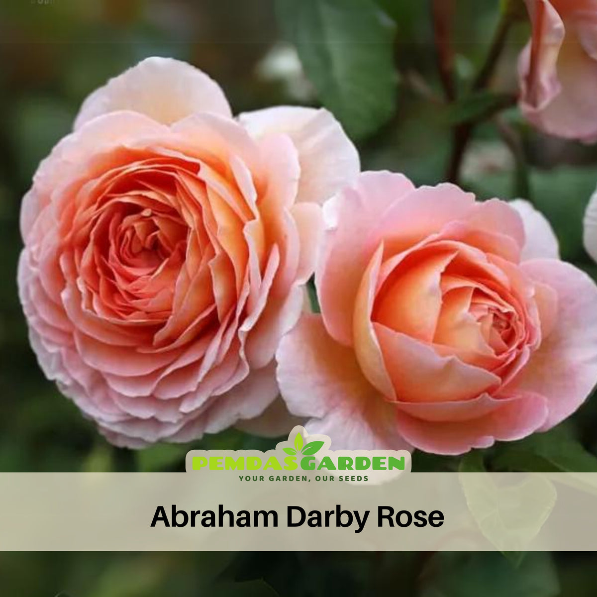 Pink English Abraham Darby Rose Flower Seeds, 30 seeds