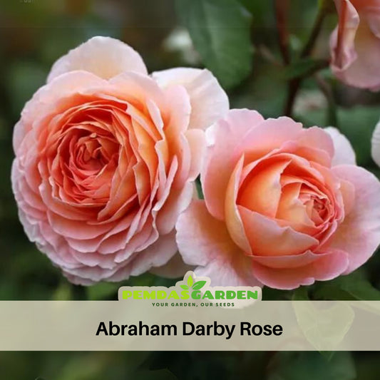 Pink English Abraham Darby Rose Flower Seeds, 30 seeds