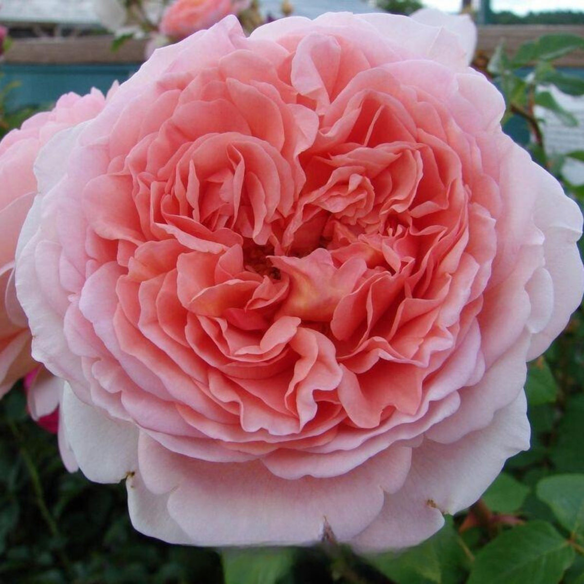 Pink English Abraham Darby Rose Flower Seeds, 30 seeds
