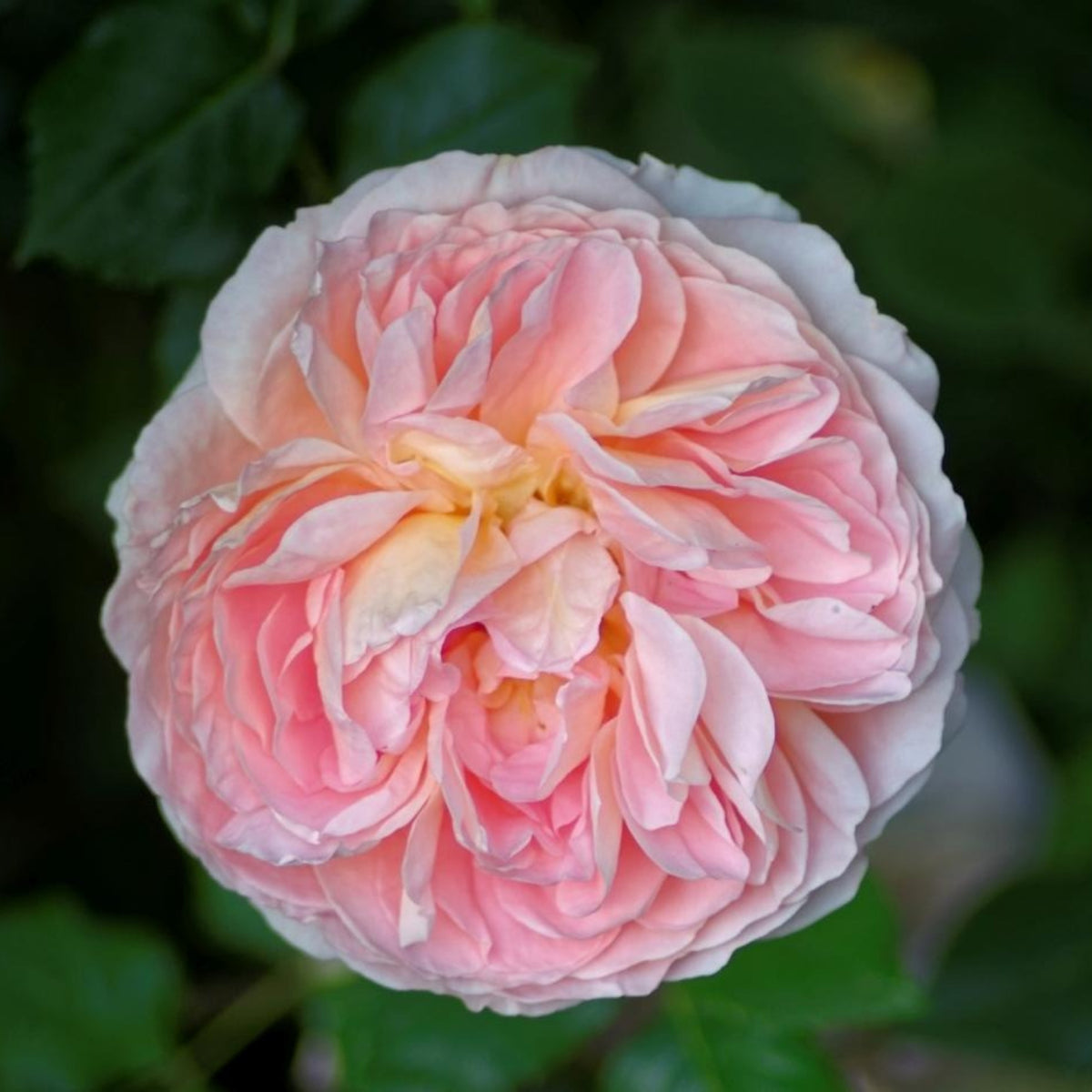 Pink English Abraham Darby Rose Flower Seeds, 30 seeds