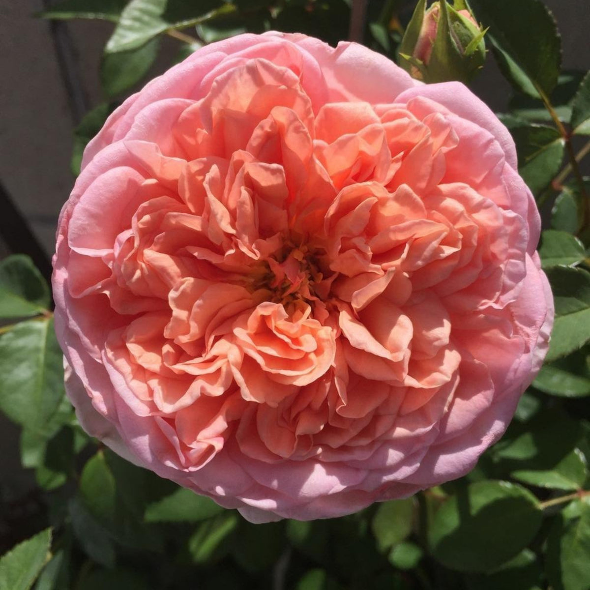 Pink English Abraham Darby Rose Flower Seeds, 30 seeds