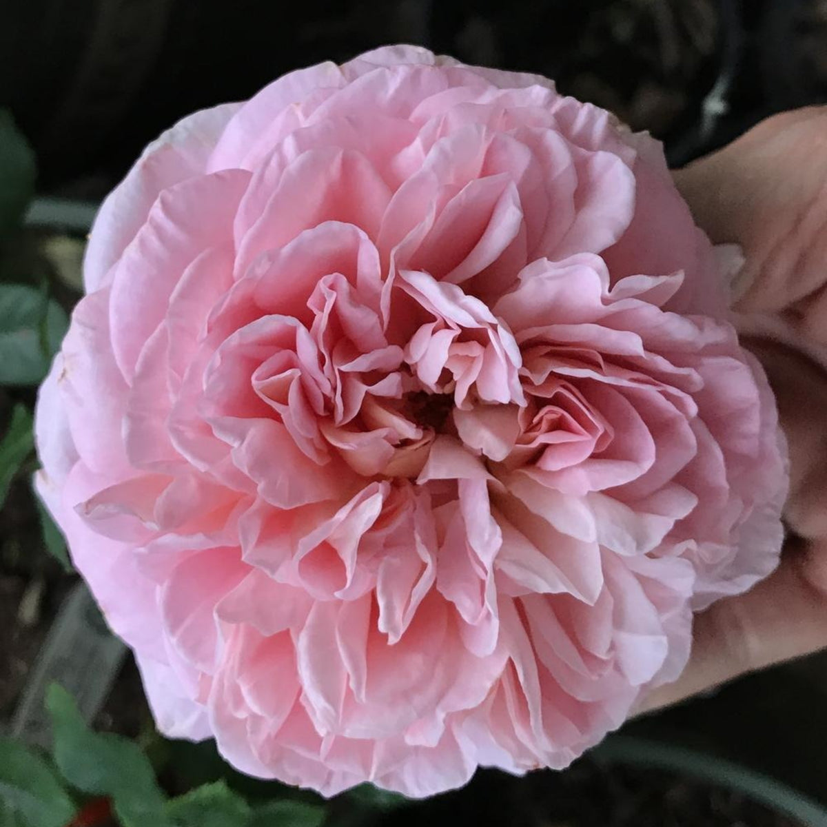 Pink English Abraham Darby Rose Flower Seeds, 30 seeds