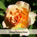 30 Seeds| Honey Perfume Floribunda Rose Seeds #1107