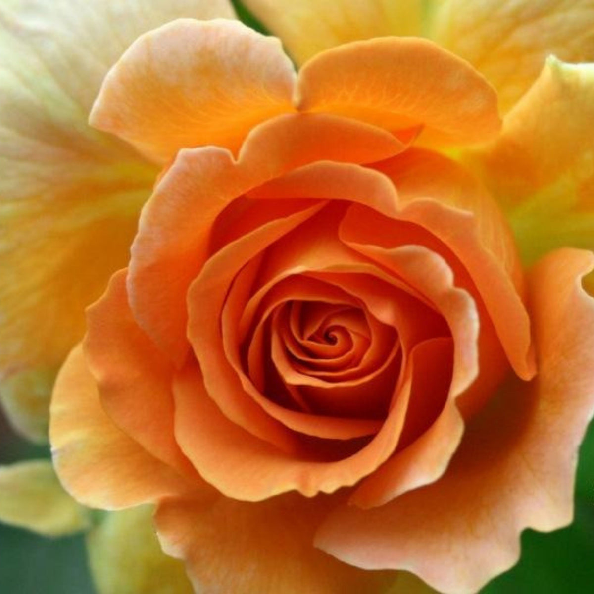 Honey Perfume Floribunda Rose Seeds, 30 seeds