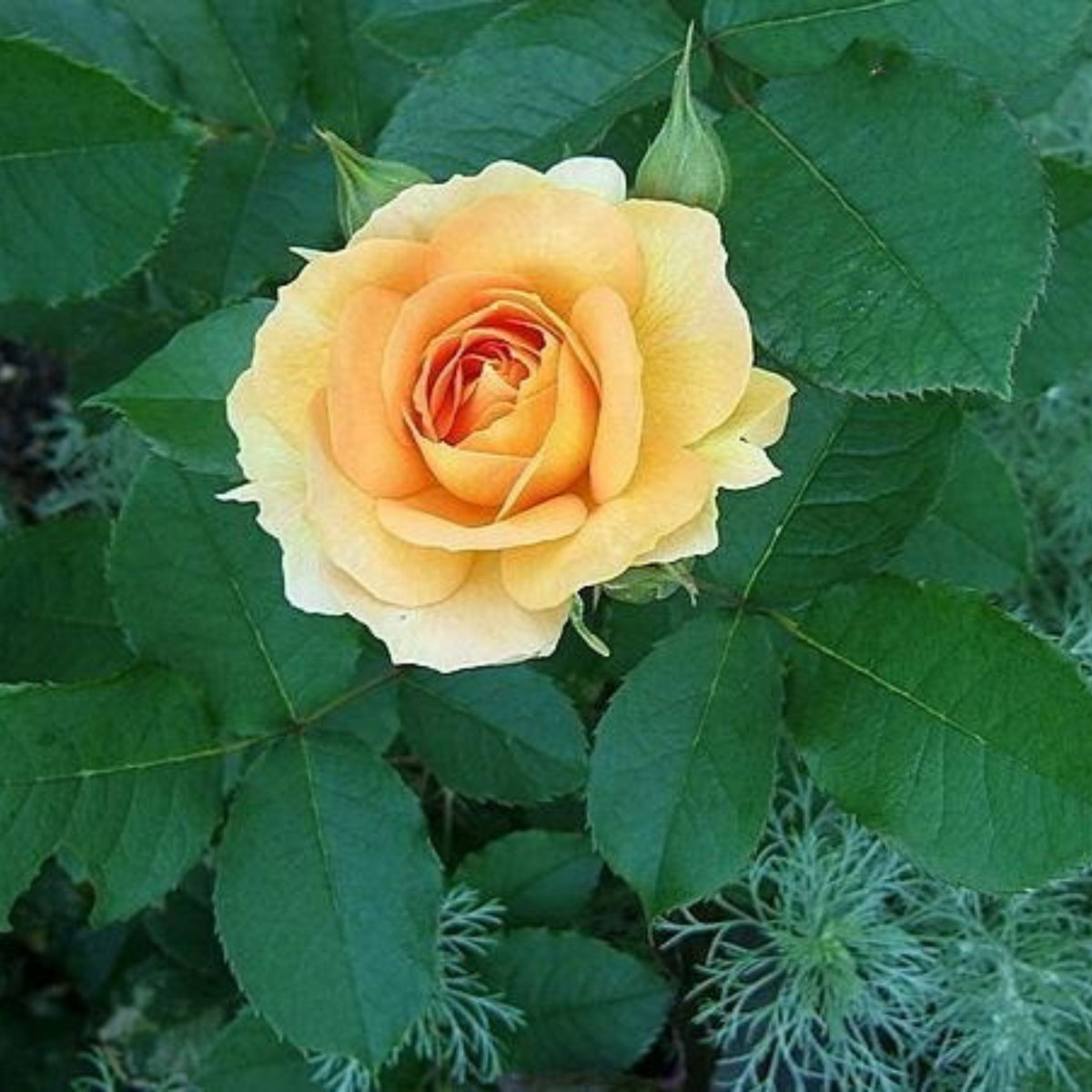 Honey Perfume Floribunda Rose Seeds, 30 seeds