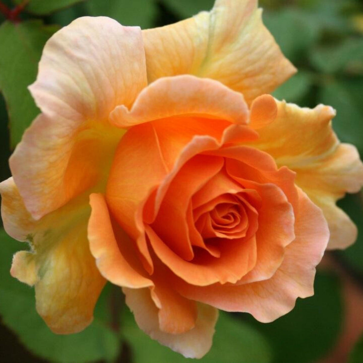Honey Perfume Floribunda Rose Seeds, 30 seeds