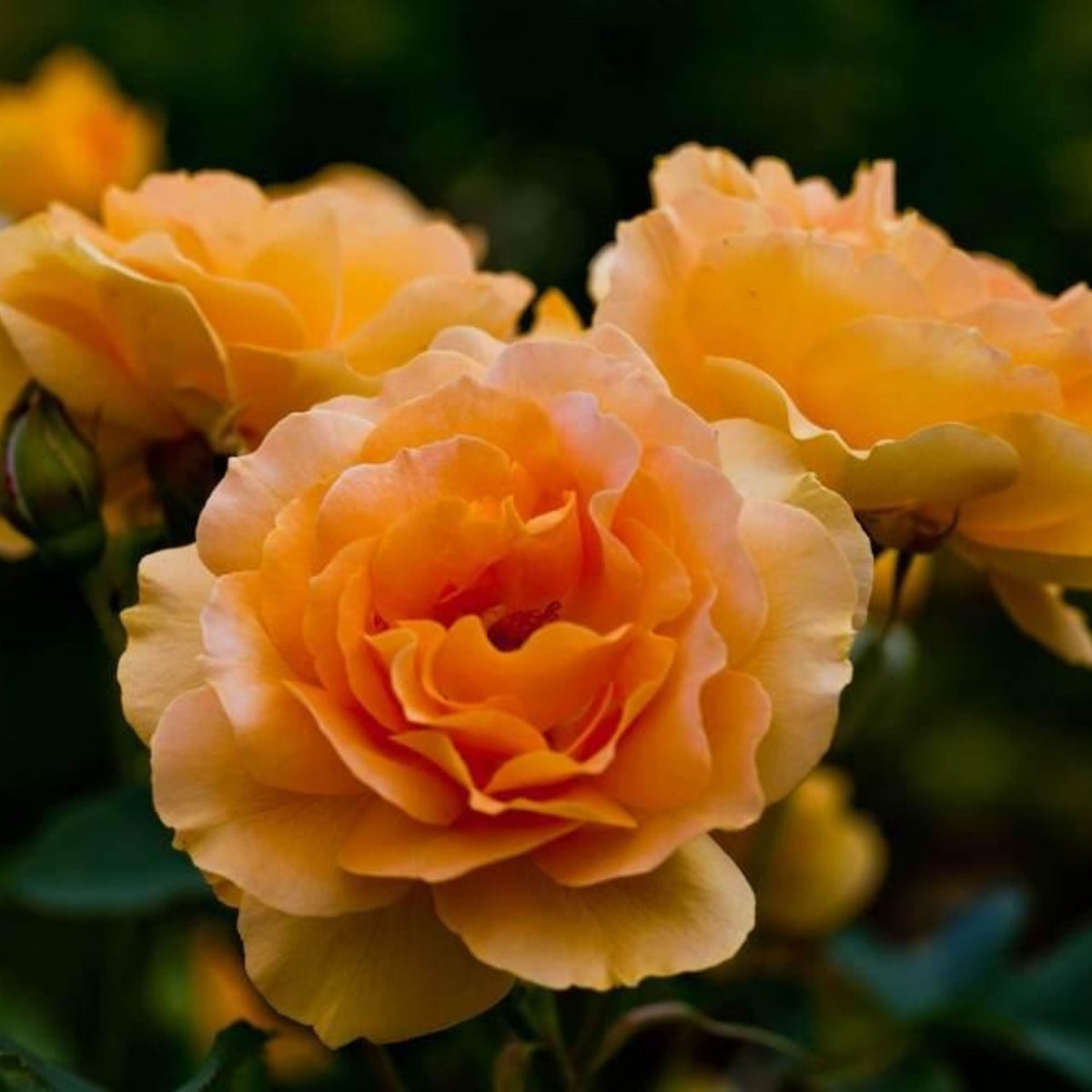 Honey Perfume Floribunda Rose Seeds, 30 seeds