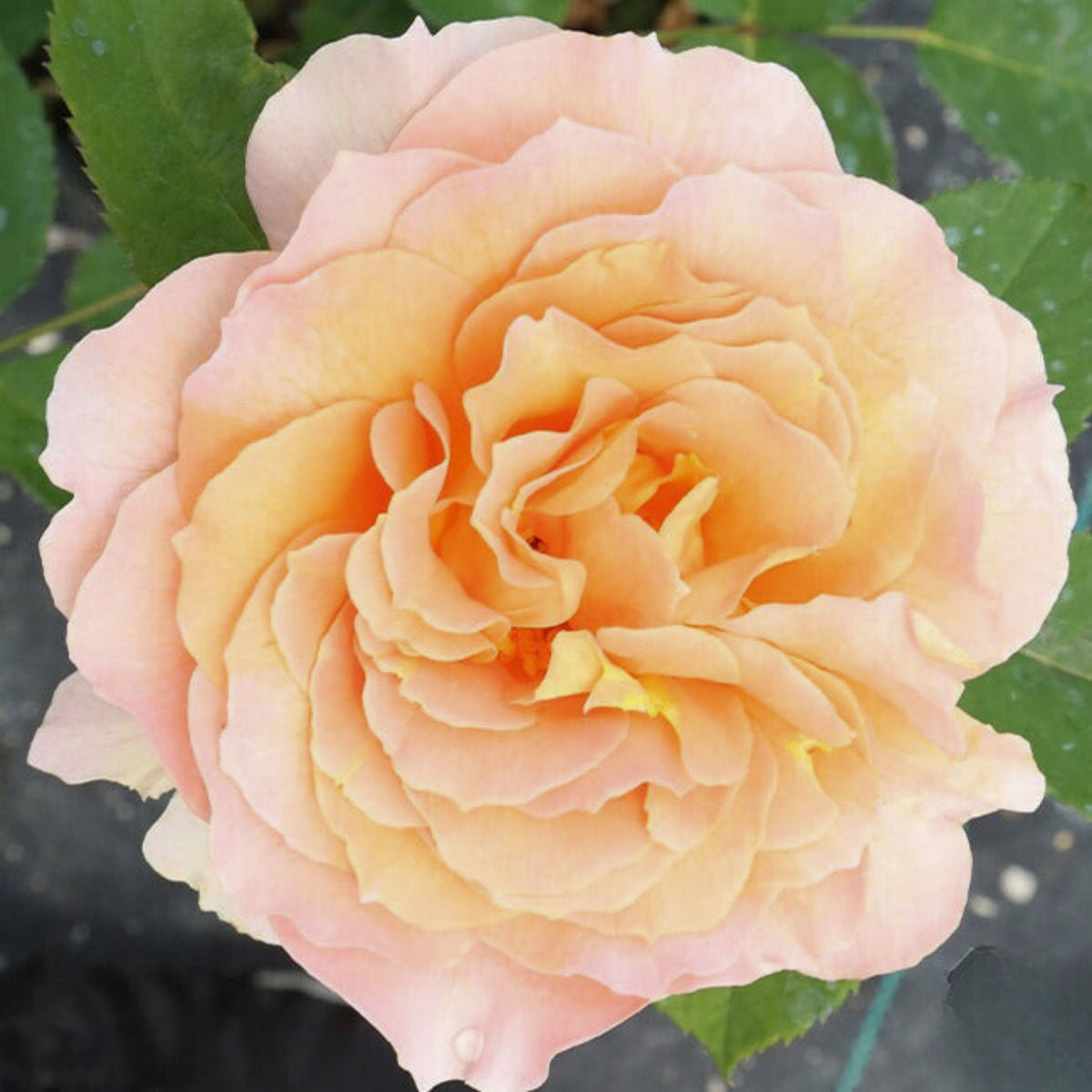 Honey Perfume Floribunda Rose Seeds, 30 seeds