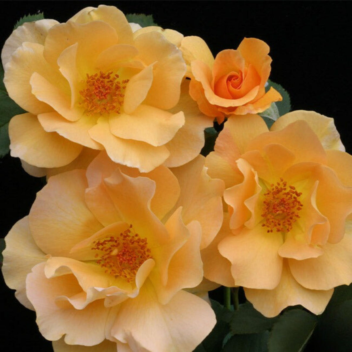 Honey Perfume Floribunda Rose Seeds, 30 seeds