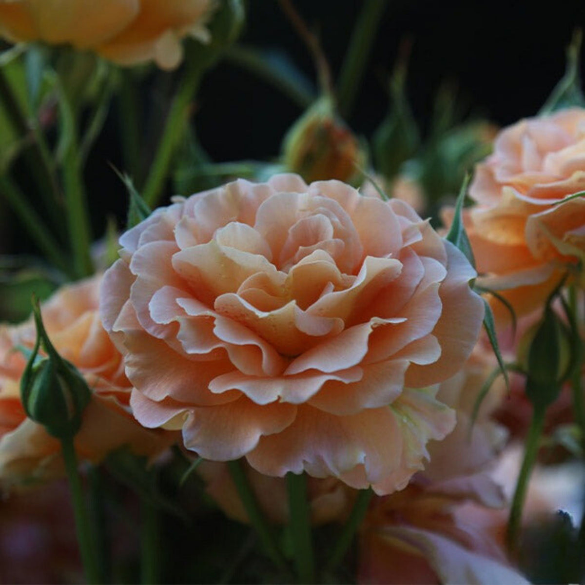 Honey Perfume Floribunda Rose Seeds, 30 seeds