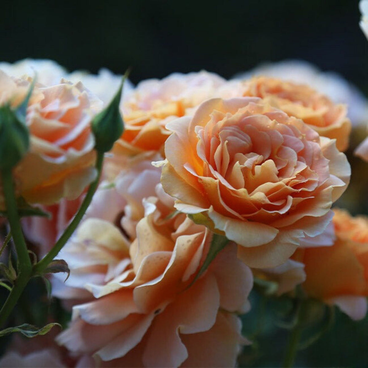 Honey Perfume Floribunda Rose Seeds, 30 seeds