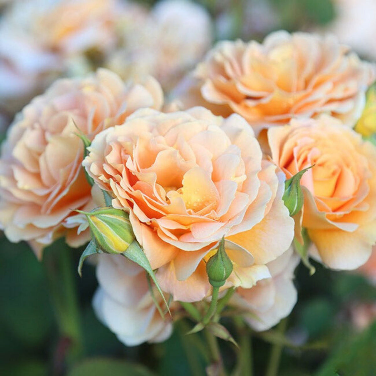 Honey Perfume Floribunda Rose Seeds, 30 seeds