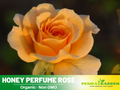 30 Seeds| Honey Perfume Floribunda Rose Seeds #1107