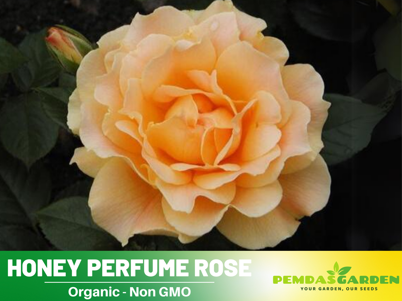 organic rose seeds 30 Rare Seed