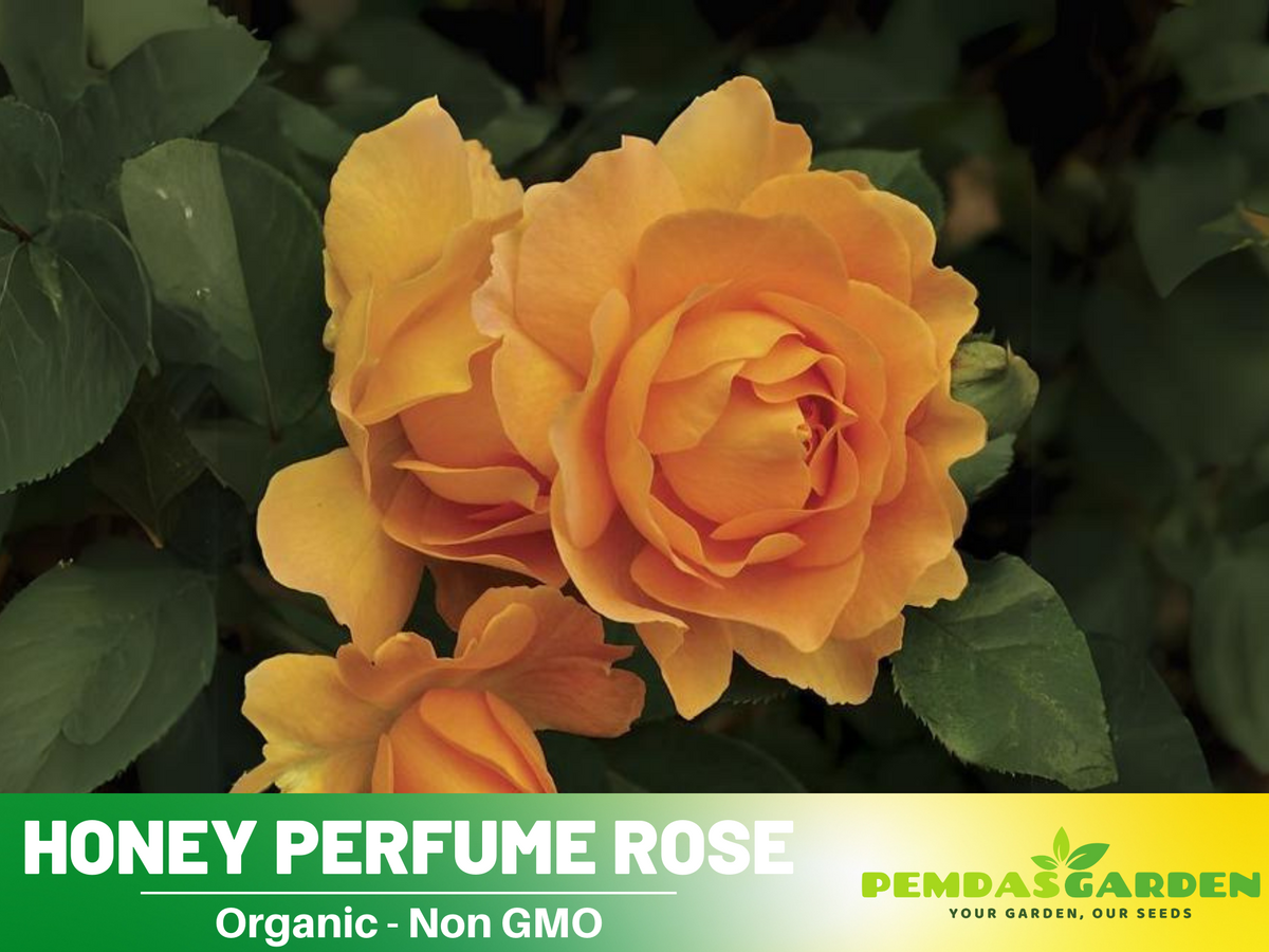 30 Seeds| Honey Perfume Floribunda Rose Seeds #1107
