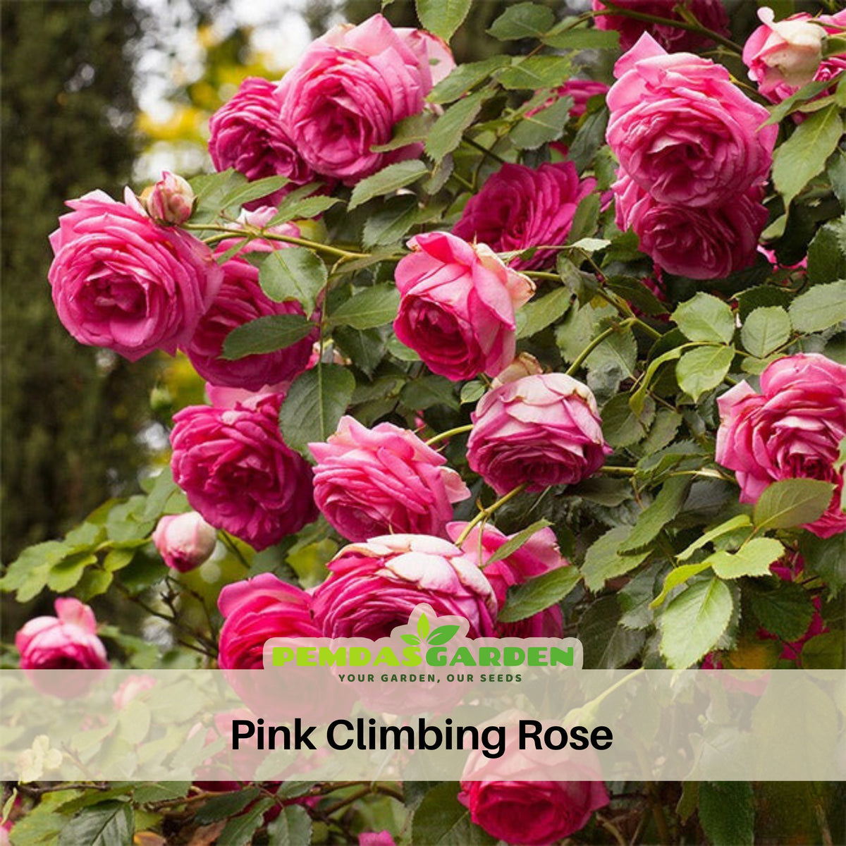 Pink Climbing Rose Bush Seeds, 30 seeds